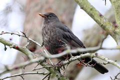 Turdus merula