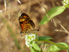 Acraea serena