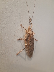 Cymatomera denticollis