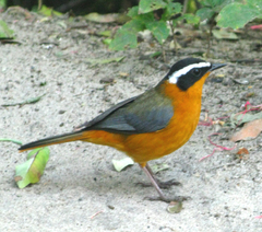 Cossypha heuglini heuglini