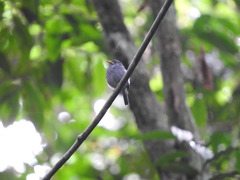 Muscicapa sethsmithi