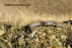 Montivipera raddei