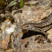 Mccann’s Skink - Photo (c) Carey_Knox_Southern_Scales, some rights reserved (CC BY-NC)