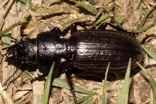 Subspecies Mecodema sculpturatum puncticolle · iNaturalist