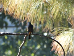 Phoenicurus frontalis