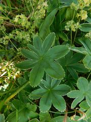 Alchemilla pallens