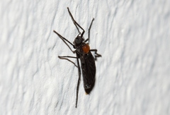Plecia ruficollis