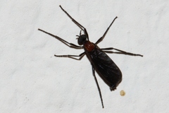 Plecia ruficollis