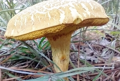 Xerocomus illudens