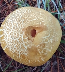 Xerocomus illudens