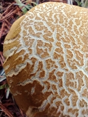 Xerocomus illudens