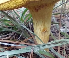Xerocomus illudens