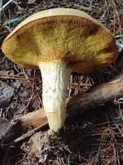 Xerocomus illudens