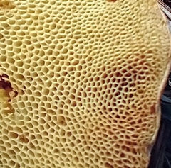 Xerocomus illudens