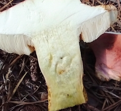 Xerocomus illudens