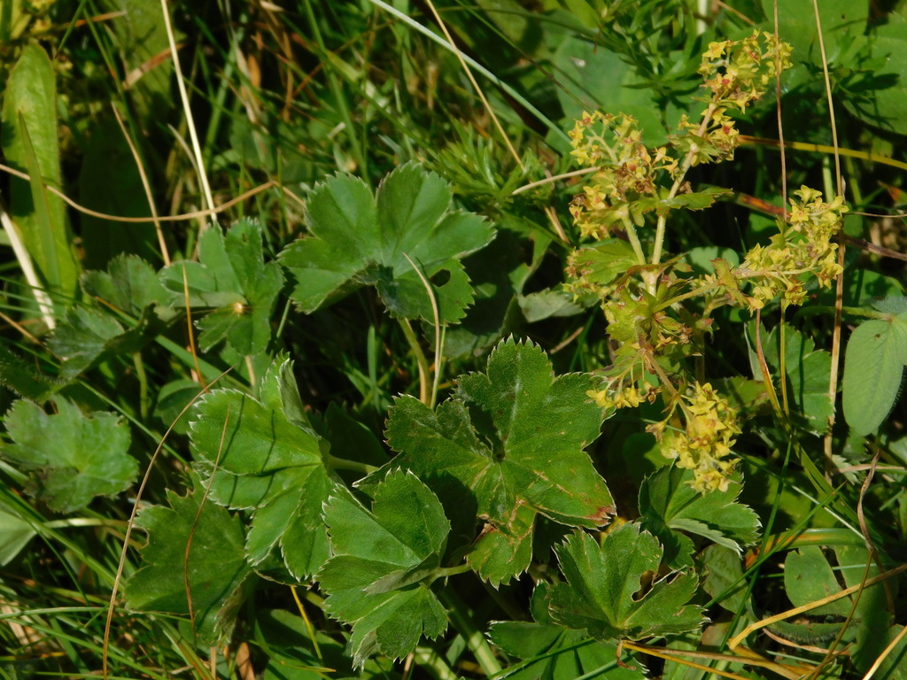 Alchemilla splendens