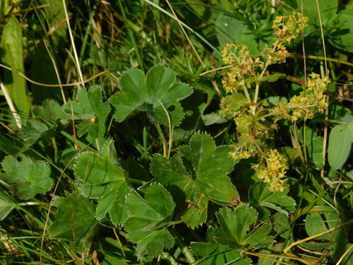 Intermediate lady's mantle (Alchemilla splendens)