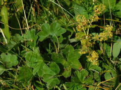 Alchemilla splendens