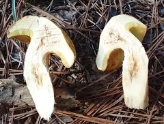 Xerocomus illudens