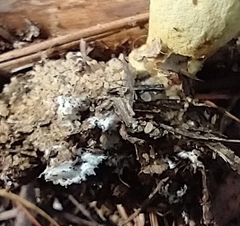 Xerocomus illudens