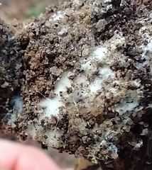 Xerocomus illudens