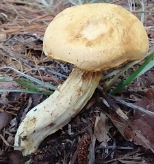 Xerocomus illudens