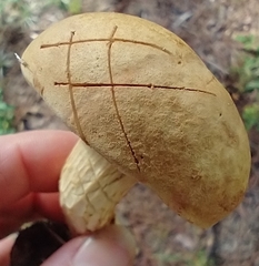 Xerocomus illudens