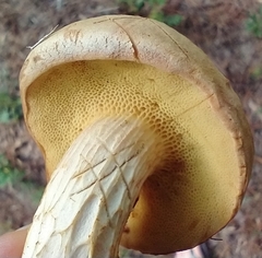 Xerocomus illudens
