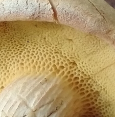 Xerocomus illudens