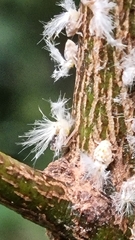 Scolypopa