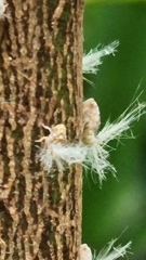 Scolypopa