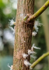 Scolypopa