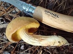 Xerocomus illudens