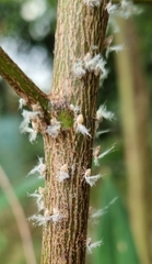 Scolypopa