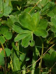 Alchemilla splendens
