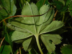 Alchemilla splendens
