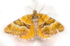 Asaphodes cinnabari