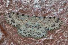 Scopula nigrinotata
