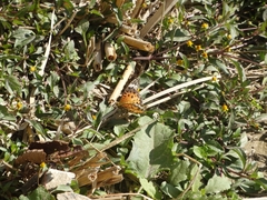 Argynnis hyperbius