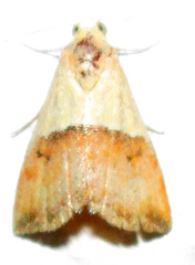 Eublemma caffrorum