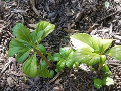 Pachysandra terminalis