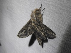 Endoxyla amphiplecta