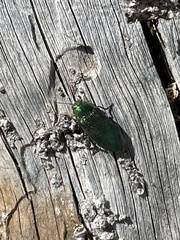 Buprestis adjecta