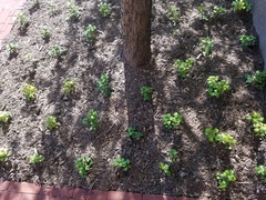 Pachysandra terminalis