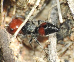 Ephutomorpha sanguineiceps