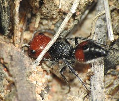 Ephutomorpha sanguineiceps