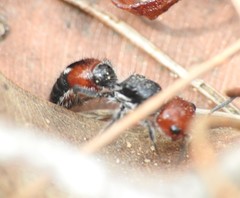 Ephutomorpha sanguineiceps