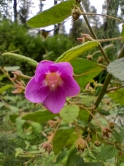 Howittia trilocularis