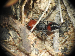 Ephutomorpha sanguineiceps