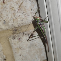 Metaballus frontalis